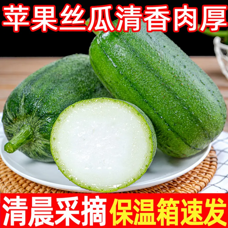 【苹果丝瓜】寿光苹果丝瓜绿色肉丝瓜清香速发水果新鲜特菜整箱