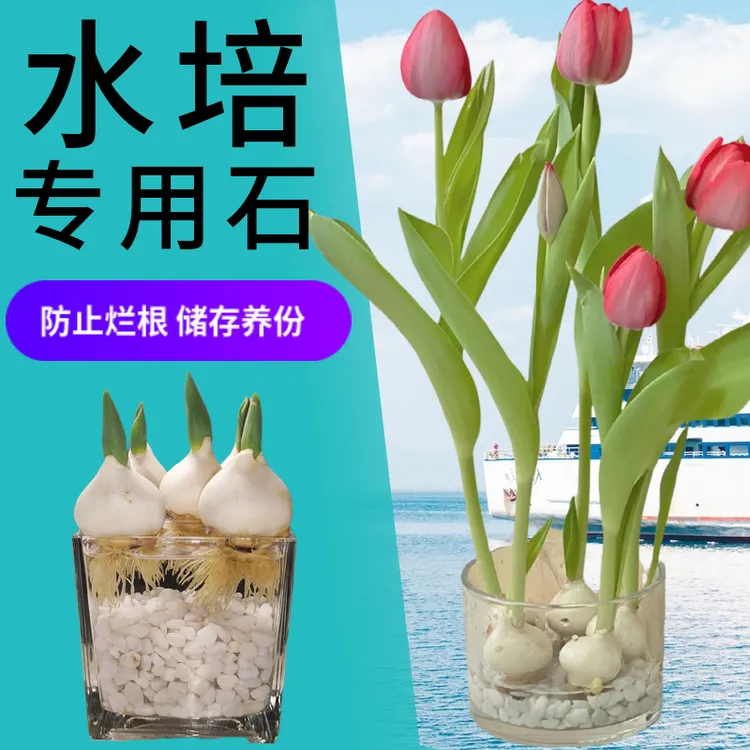 水培专用石铺路原石天然鹅卵石鱼缸造景园艺装饰室外铺面小白石头