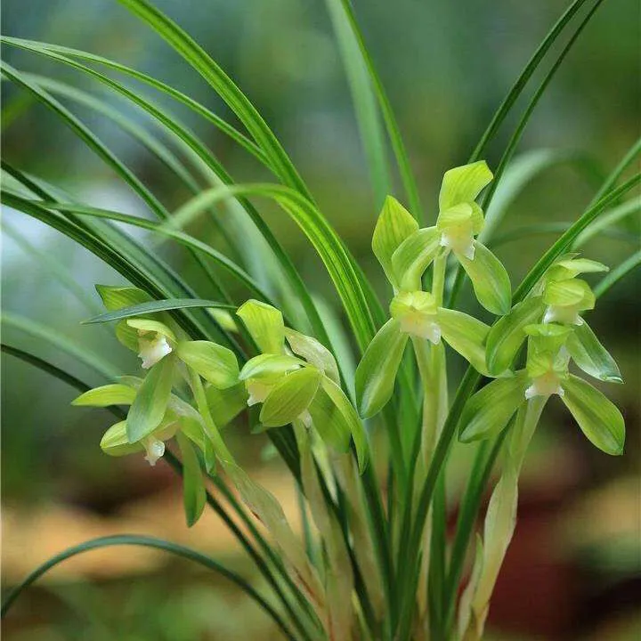 春兰张荷素兰花老品种 绿植花卉盆栽 花期有带花苞