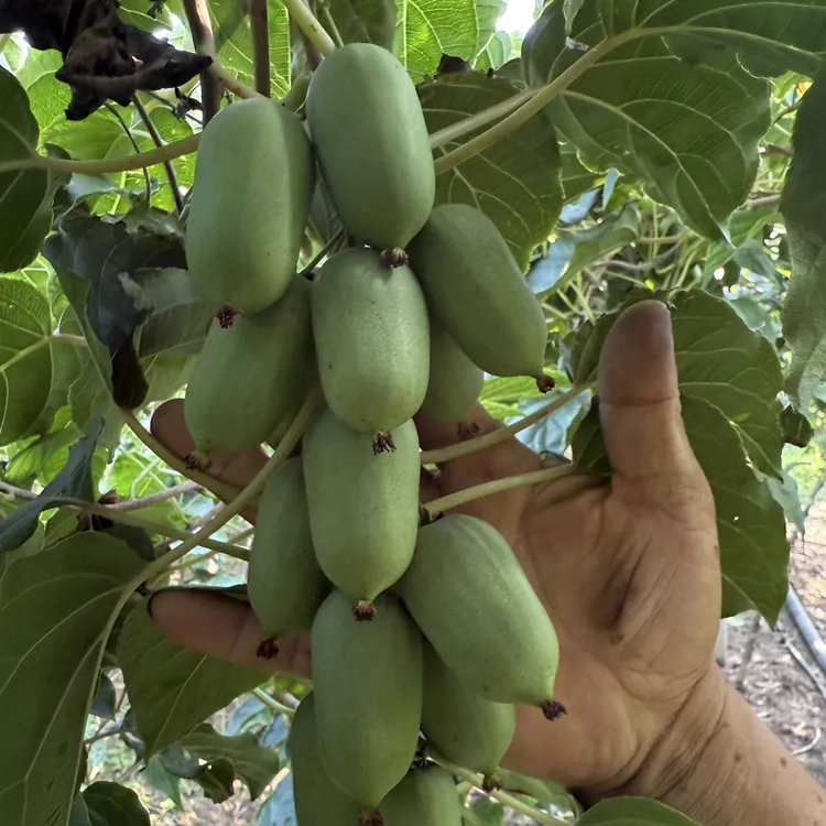 正宗软枣子猕猴桃 奇异莓 顺丰包邮