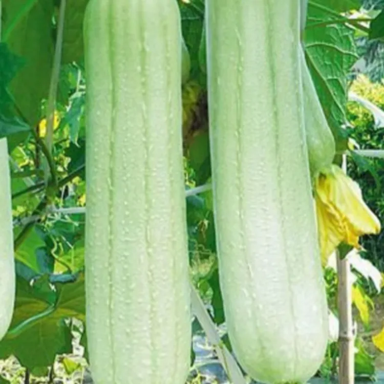 【拍4发5】新鲜白玉丝瓜现摘先发特色应季蔬菜丝瓜新鲜