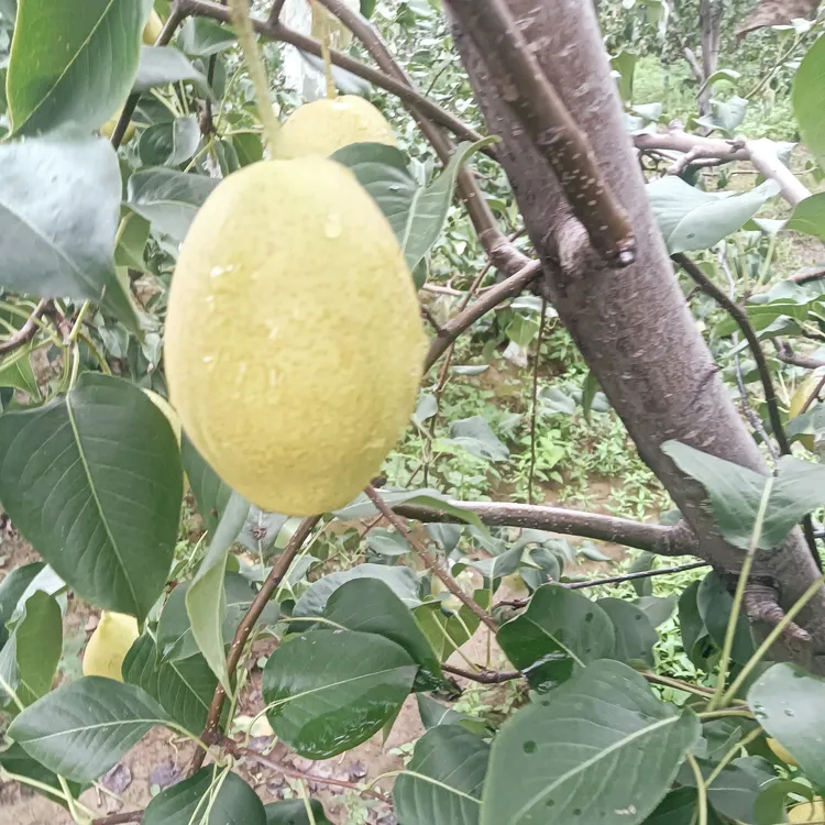 山西香蕉梨太婆梨新鲜采摘软糯香甜当季水果