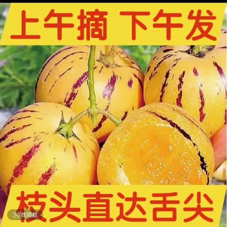 云南陆良树上熟黄肉圆果果清甜多汁新鲜人参果