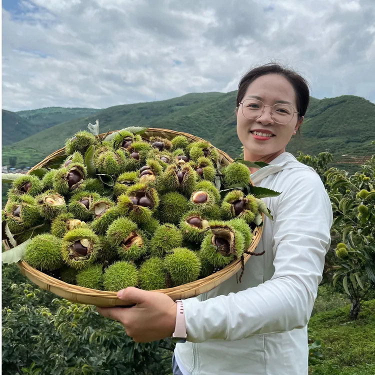 云南高山老树板栗现摘现发新鲜黑油板栗自然成熟3斤/5斤