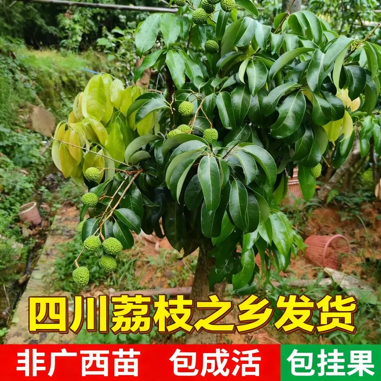 【四川发货】荔枝高压苗圈枝苗妃子笑桂味无核荔枝果树苗第一代纯种