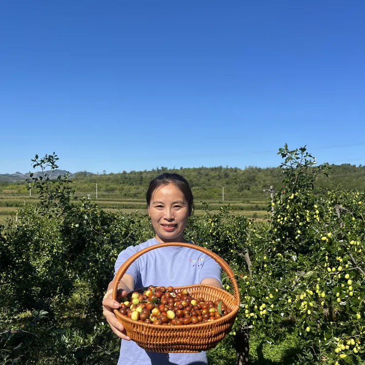 东北朝阳野生酸枣是酸的山枣东北大山山坡沟沿手摘孕妇解馋
