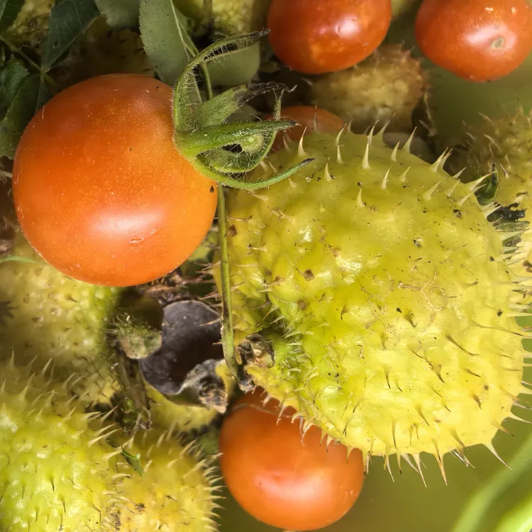 贵州野生现采刺梨鲜果当季新鲜水果三代水果维C之王冷链包装