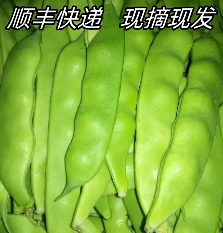 东北特产新鲜现摘九月青油豆角开锅即烂口感鲜美3斤/5斤