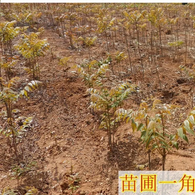 【包成活】香椿芽树苗红油香椿四季春树苗可食用盆栽地栽阳台庭院