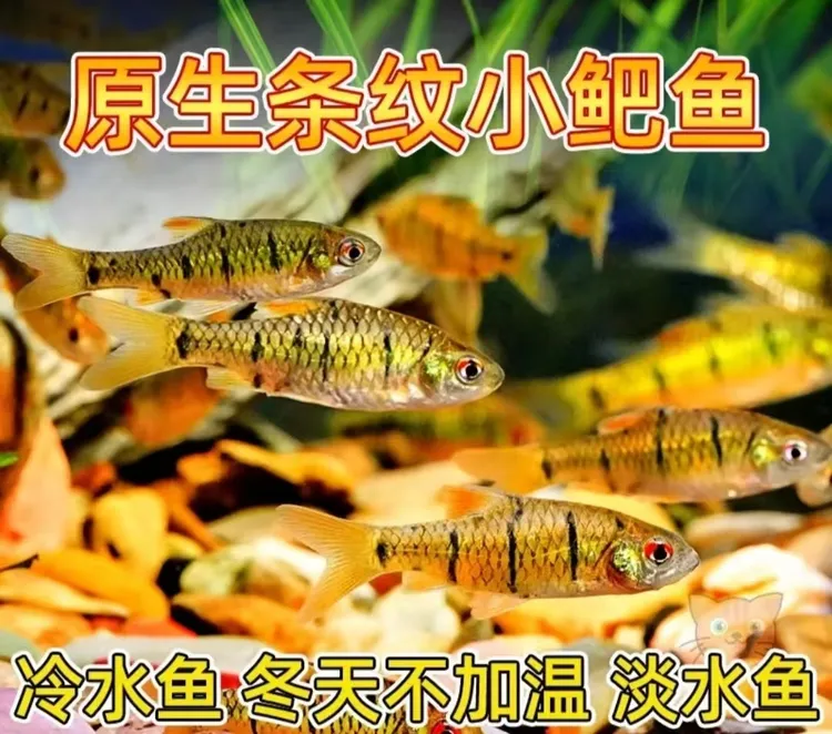 小型野生条纹小鲃中国斗鱼伴侣活体二须鲃清洁耐寒冷溪流鱼蓝吉罗