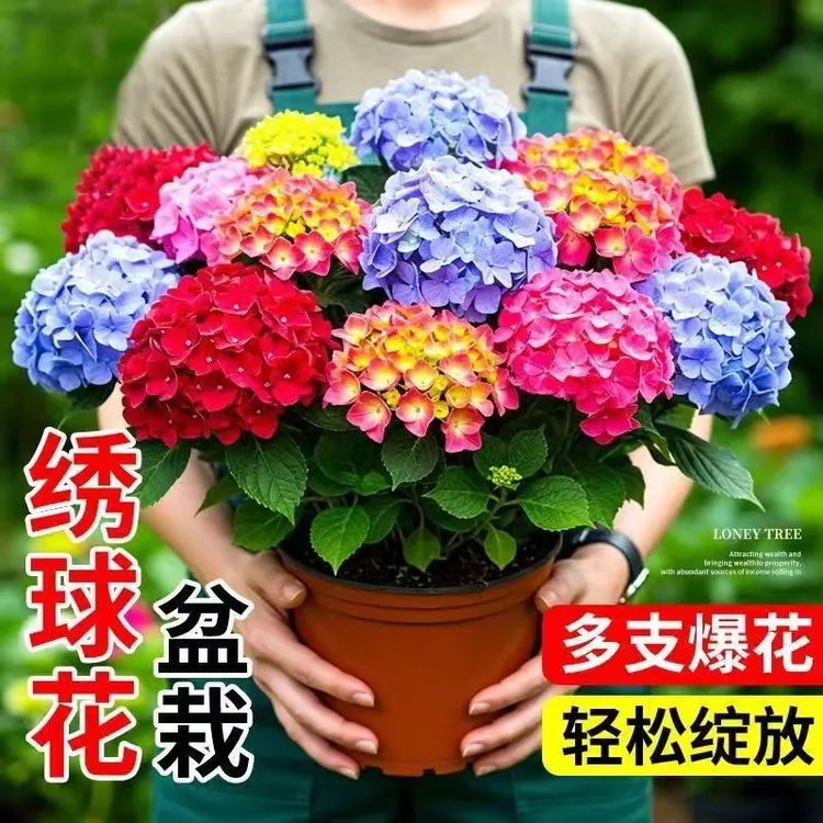 多色重瓣绣球小苗耐寒耐热当年开花适合庭院种植