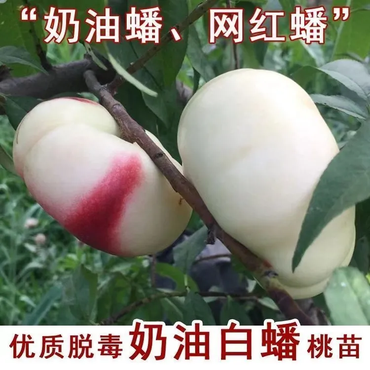 正宗优质嫁接奶油白蟠桃树苗大果抗寒南北方种植桃苗盆栽地栽树苗