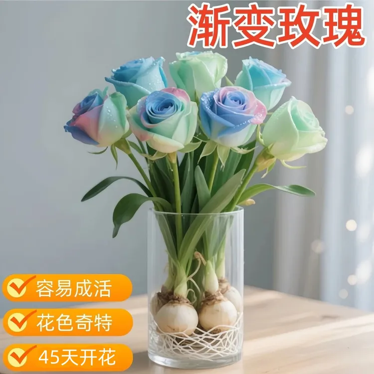 浓香型水培玫瑰花种球重瓣耐热四季开花盆栽室内阳台好养花卉植物