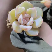 精品橙梦露2米3颗