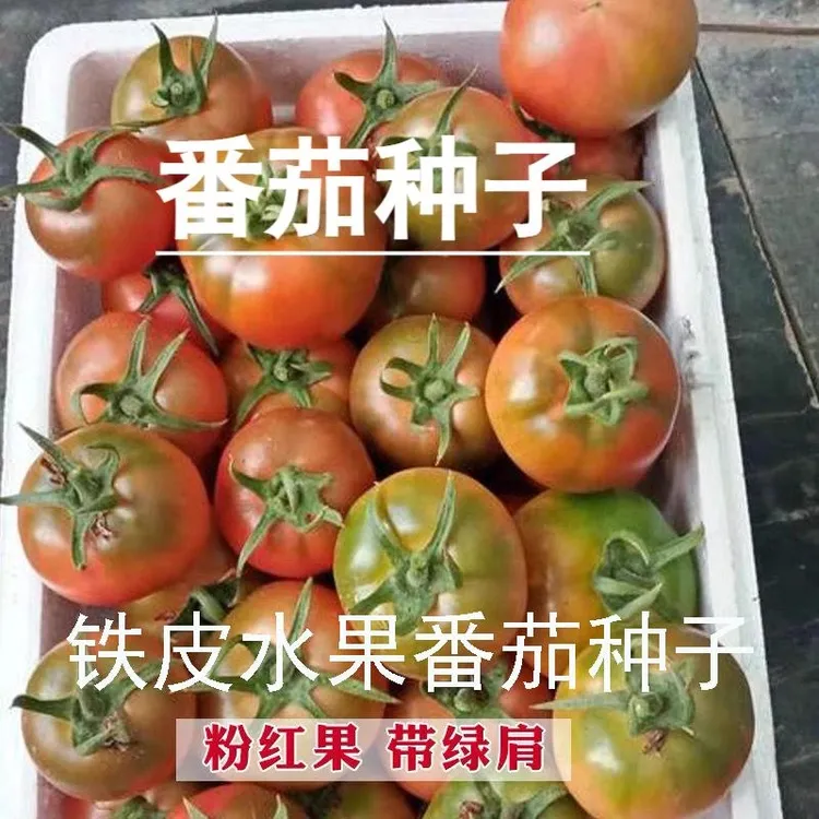 草莓番茄种子东北铁皮柿子甜大番茄春秋冬四季籽阳台蔬菜种孑