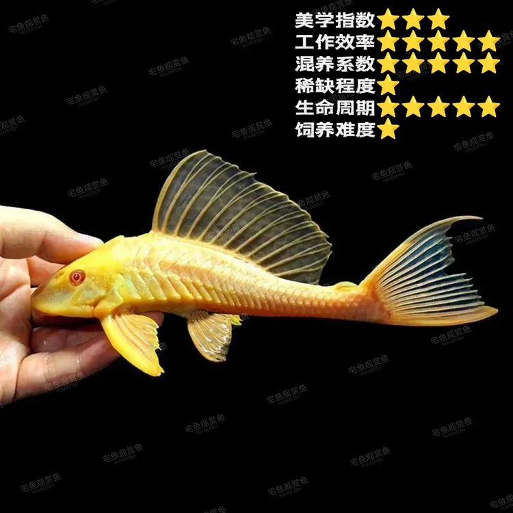 正宗女王大帆红眼清洁鱼淡水鱼除藻净化鱼缸工具清道夫热带鱼活体