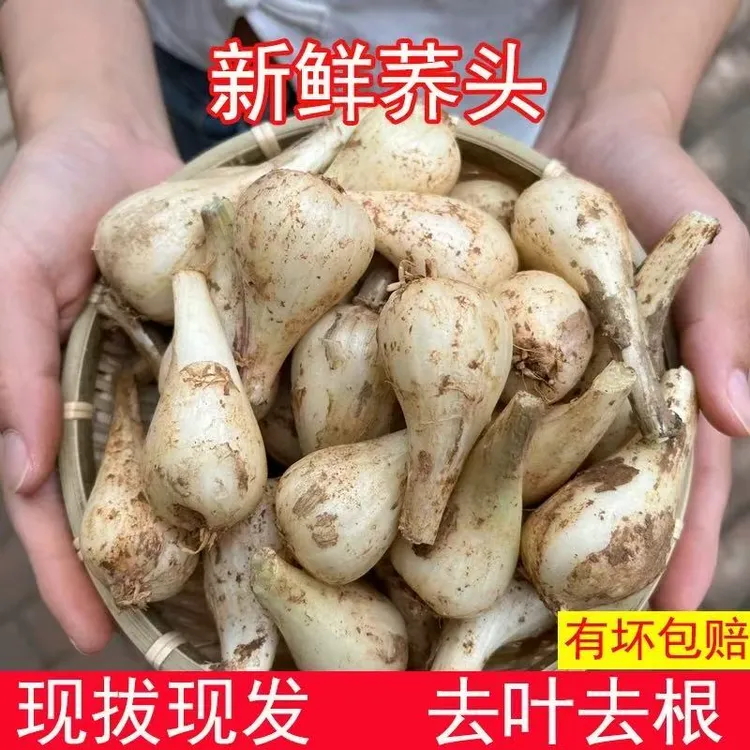 江西农家现挖新鲜小米教头荞头藠头当季时令疏菜新鲜茭白小蒜茭头