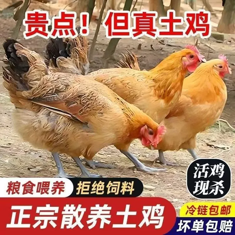 农家2年散养土鸡黑脚黄油老母鸡2只净重5.2斤-5.8斤现宰现杀顺丰商品图
