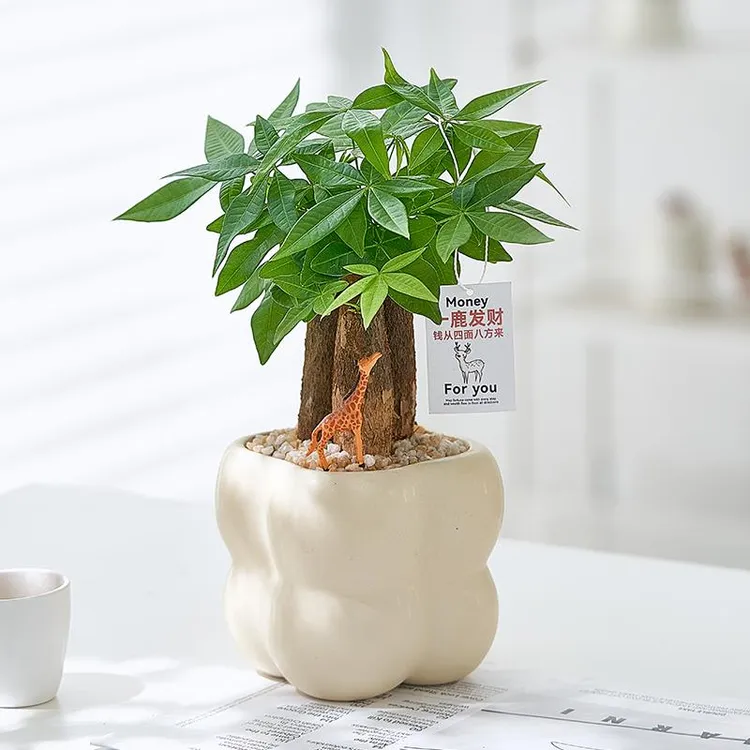 【一鹿发财】发财树盆栽办公电脑桌工位花卉植物净化空气