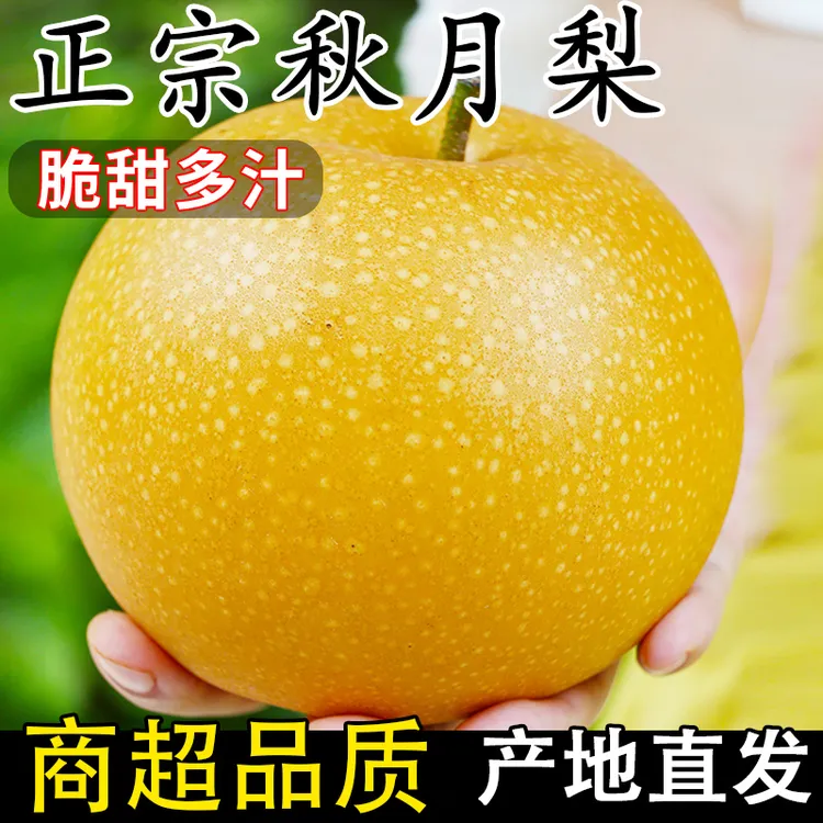 【产地直发】正宗秋月梨中秋新鲜现摘现发脆甜多汁当季水果维C包邮