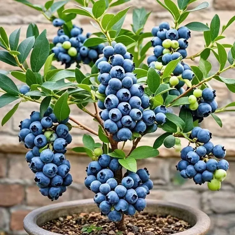 大果蓝莓苗南北方种植