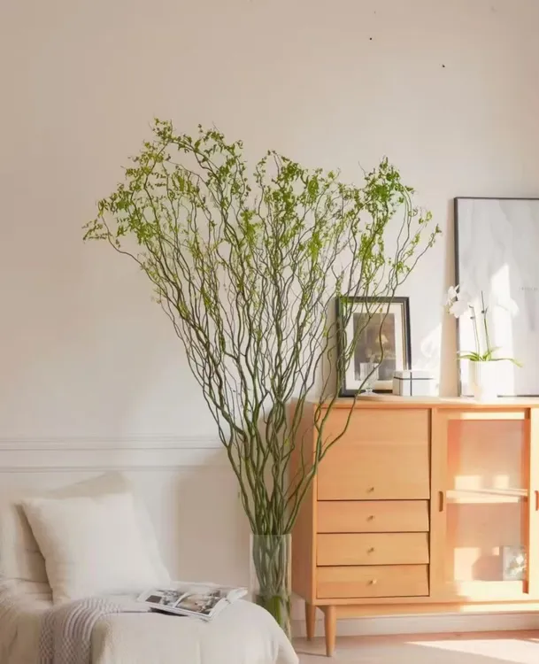 【基地直发】高端龙柳鲜枝水培植物室内好养活客厅绿植花卉