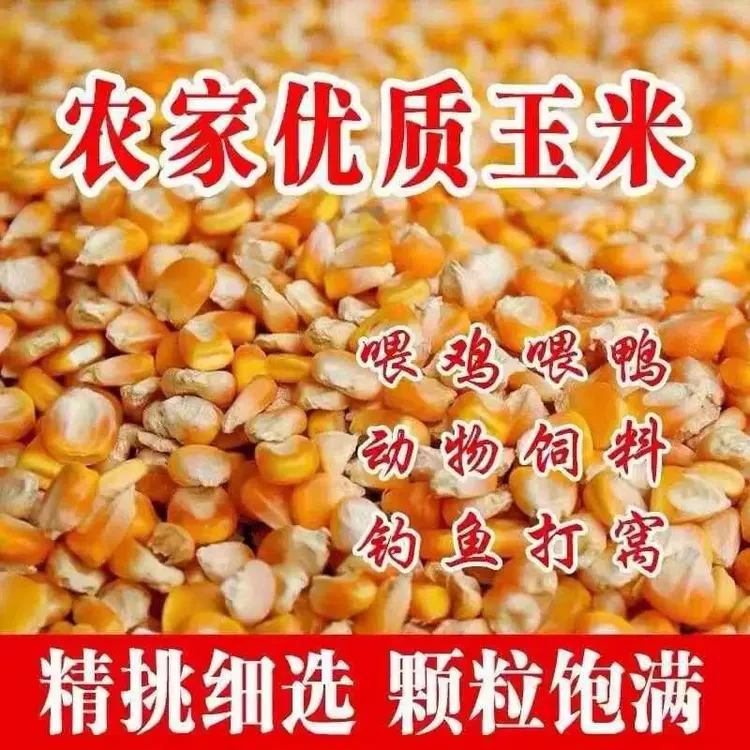 10斤新货包邮农家老式干玉米粒杂粮钓鱼打窝喂鸡鸭鹅鸽子非转基因