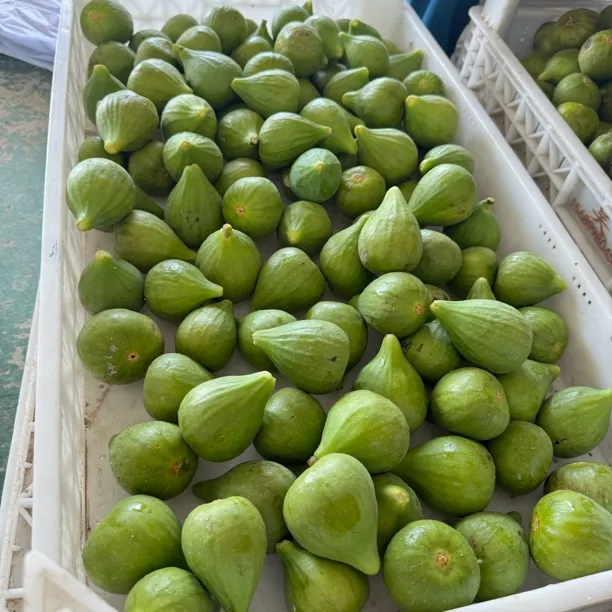 威海新鲜青皮无花果现摘现发流蜜清甜软糯当季水果