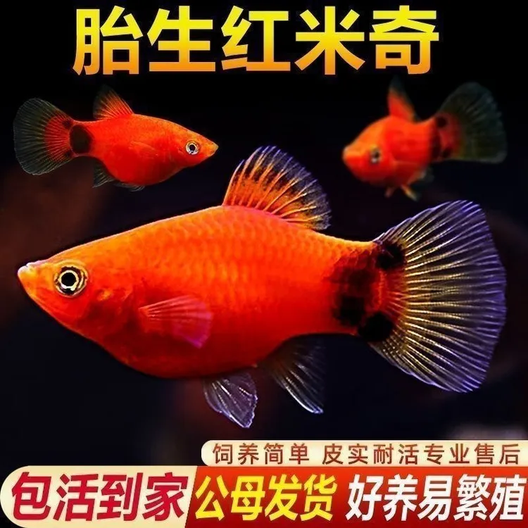 米奇鱼饲料胎生小鱼好养耐活新手宠物活鱼 黑尾月光 胎生鱼鱼粮