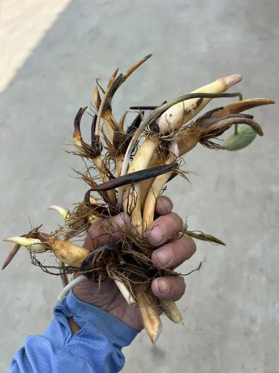 莲藕种根苗荷花苗盆栽水养莲花大型食用池塘观赏睡莲水培碗莲种藕