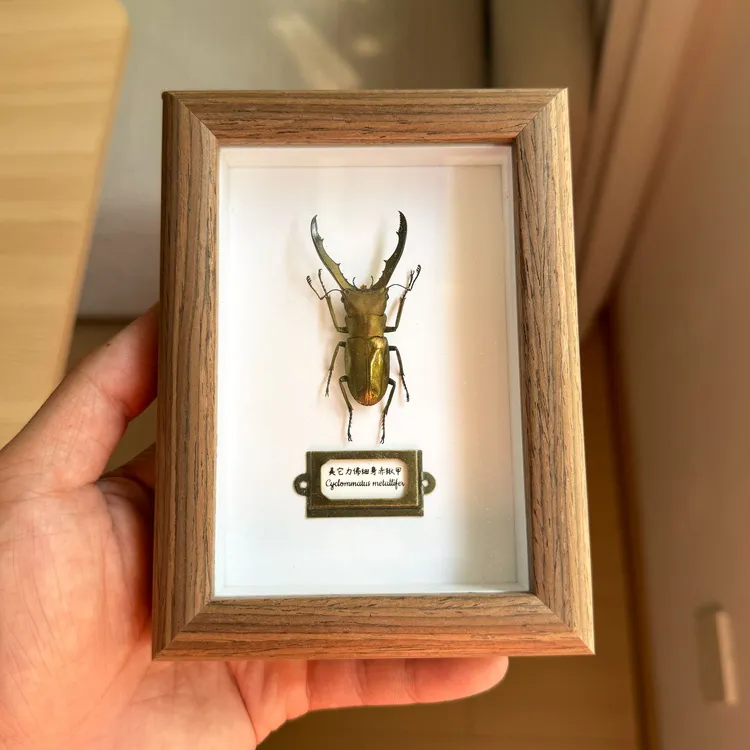 进口昆虫标本美他力佛锹甲真昆虫装饰画高档礼品收藏品
