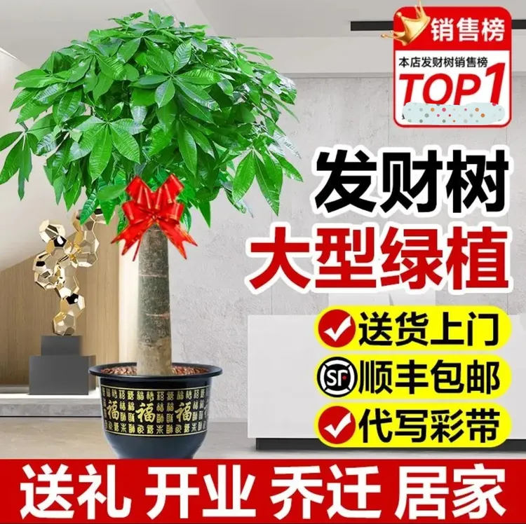 精品单杆发财树，本店热销产品！顺丰包邮到家！送肥料底碟绑花陶粒！