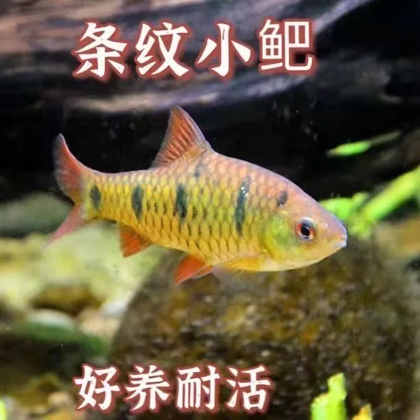 松姐小型野生条纹小鲃中国斗鱼伴侣活体二须鲃清洁耐寒冷溪流鱼