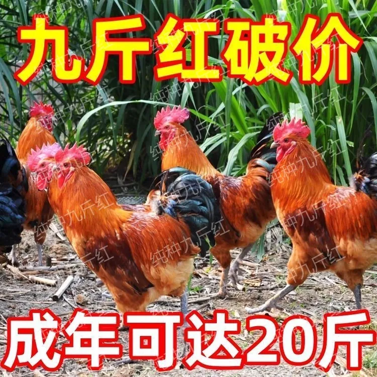 巨型公鸡苗散养九斤红 活苗红玉380阉鸡活苗大红公鸡散养小鸡苗子