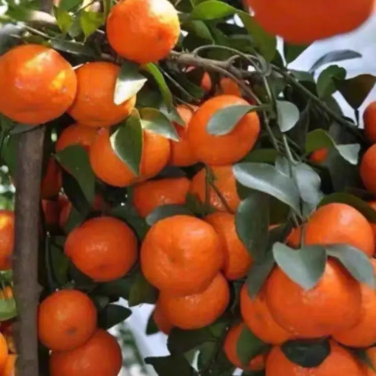 砂糖橘苗，果皮易剥离，肉质细嫩，汁多 入口即化，甜度高，嫁接苗