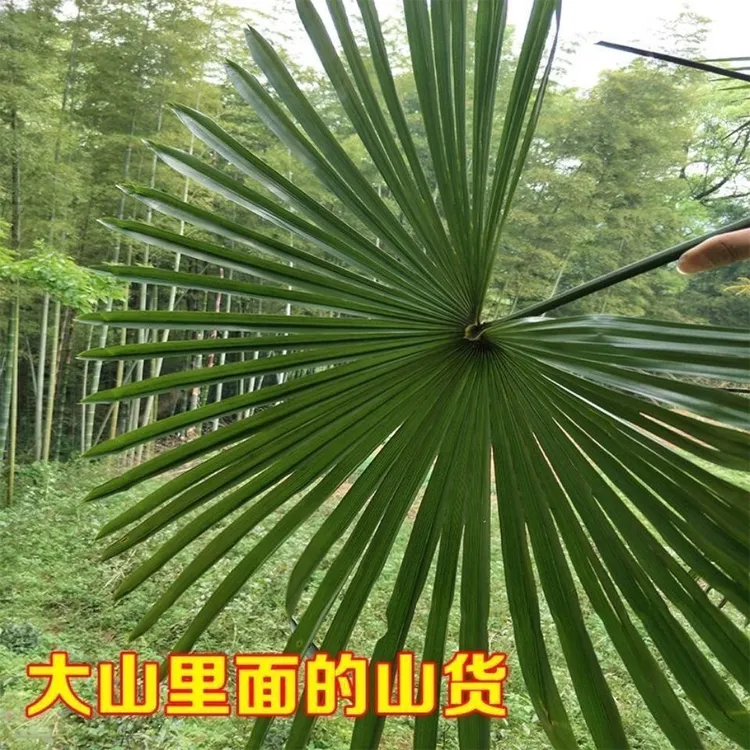 新鲜棕树叶现砍野生棕榈叶开伞棕树叶子纯天然绿色真树叶棕叶编织