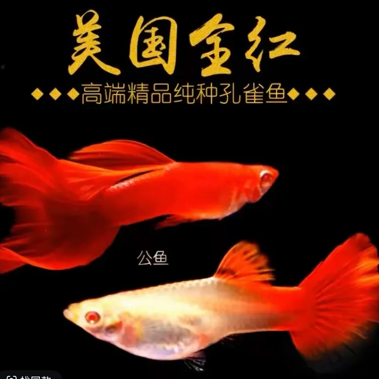 美系大背全红孔雀鱼红色系经典品系品种鱼大尾翼基因入缸造景能力