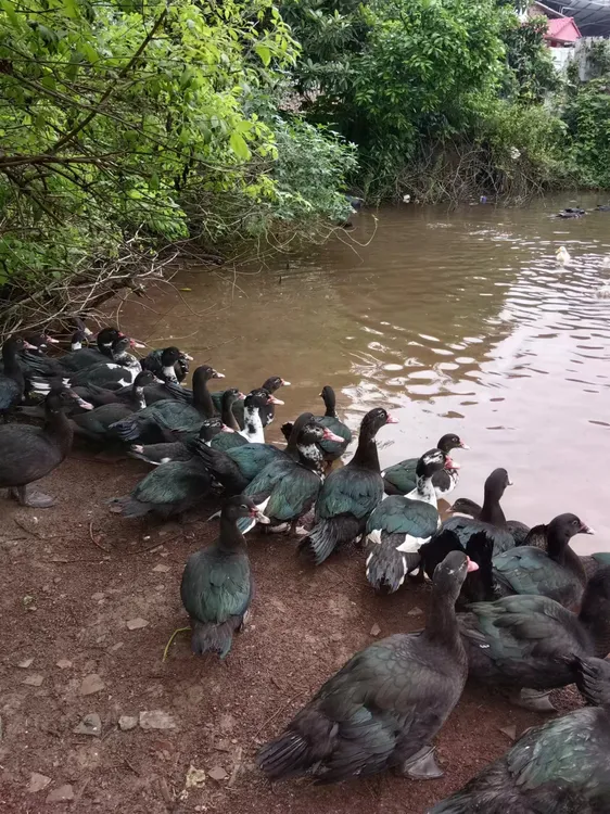 客家姜汁鸭（农家散养番鸭）