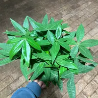 140五福发财树室内绿植