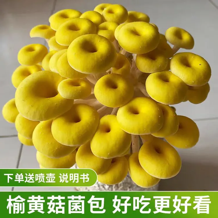 蘑菇菌包菌种蘑菇菌包种植家庭种植蘑菇食用菌菌种+蔬菜瓜果种子