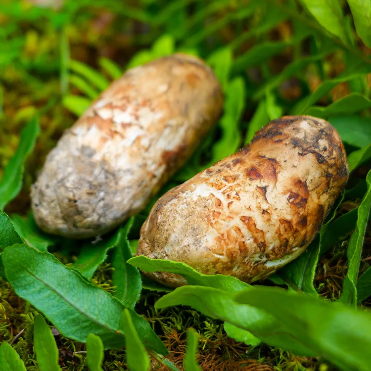 2025现挖鲜松茸【西藏林芝巴宜区松茸】冷链 新鲜头茬 现挖现发