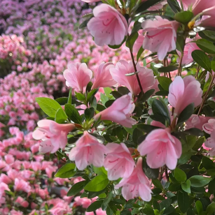 蜡皮杜鹃花 成品原土原盆 反季福利