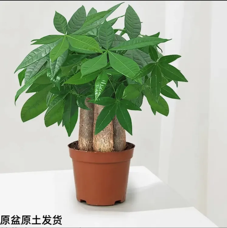 【三杆发财树】21-30CM小盆栽办公室室内绿植花卉花卉绿植盆栽桌面