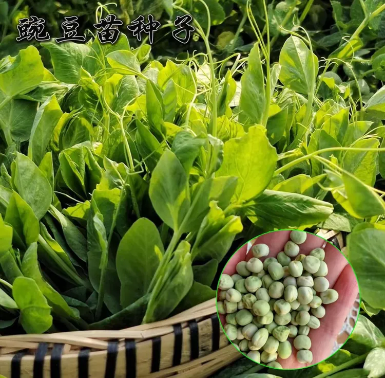 【多茬可水培豌豆尖种子】豌豆尖耐寒耐热蔬菜种子高产采收花盆小院