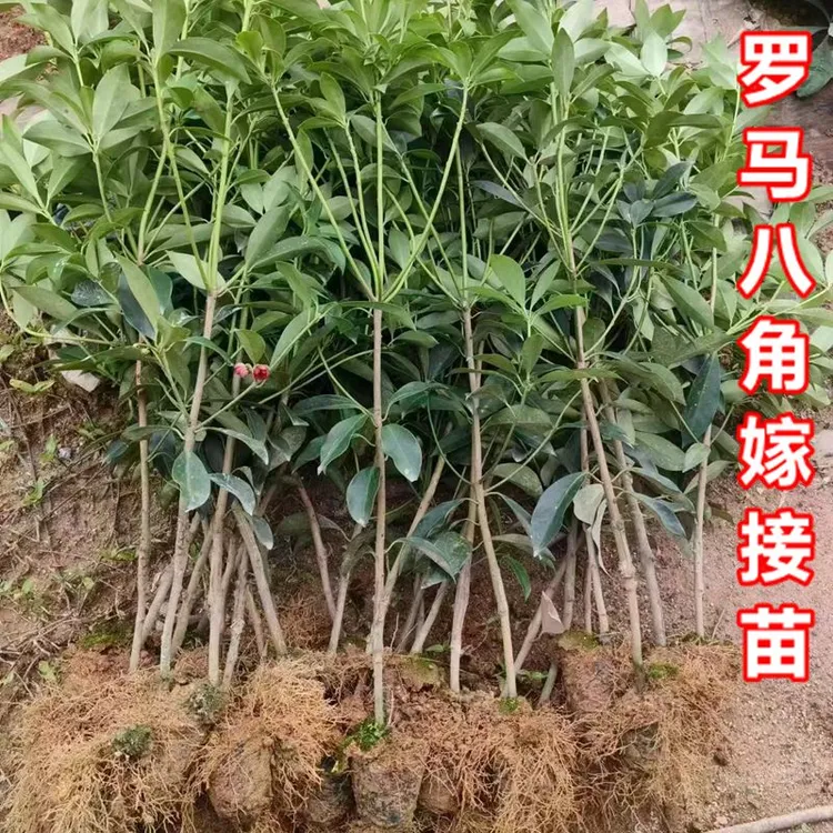 嫁接八角苗树苗木苗广西矮化高产果大罗马东荣大红八果苗大料苗
