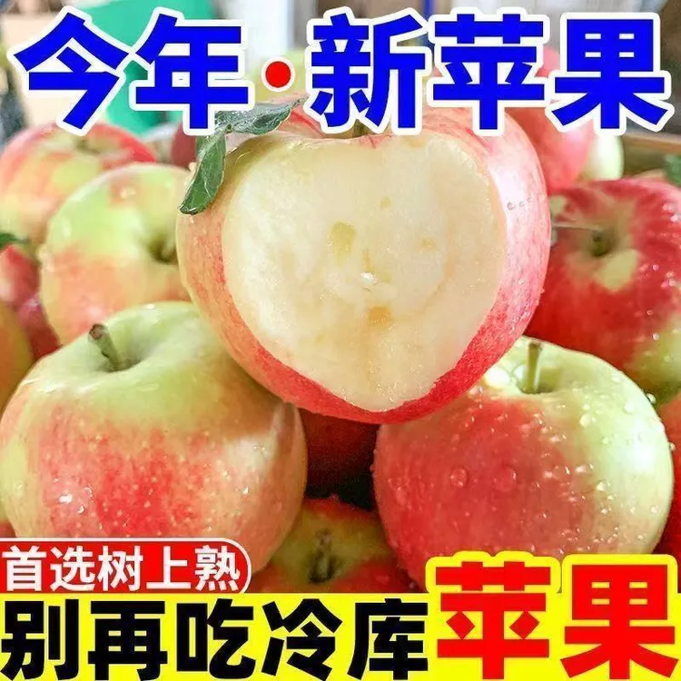 自家无公害嘎啦苹果产地大连苹果世界闻名 香脆多汁 果园现摘现发