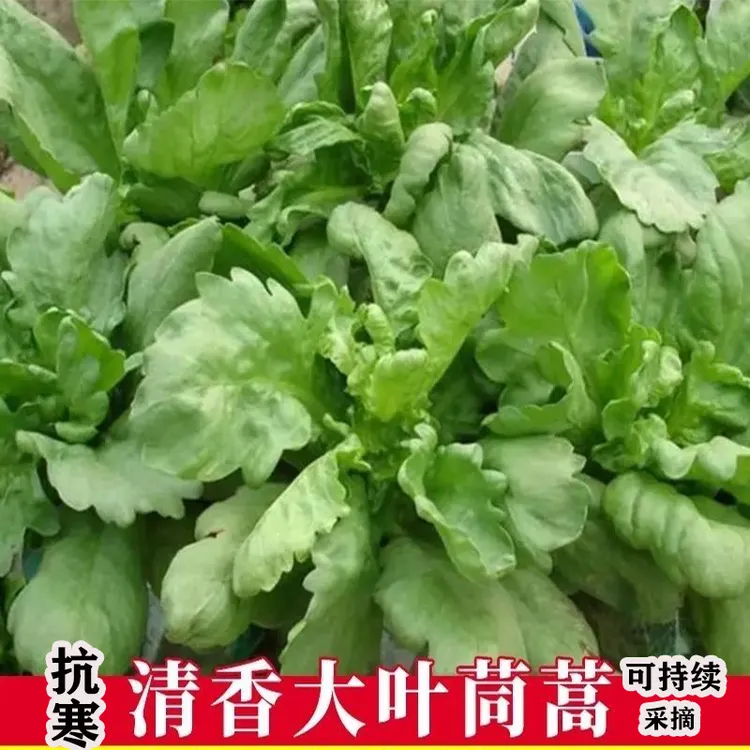 青香大叶茼蒿种苗秧苗皇帝菜中叶耐热耐寒四季播种盆栽阳台蔬菜苗
