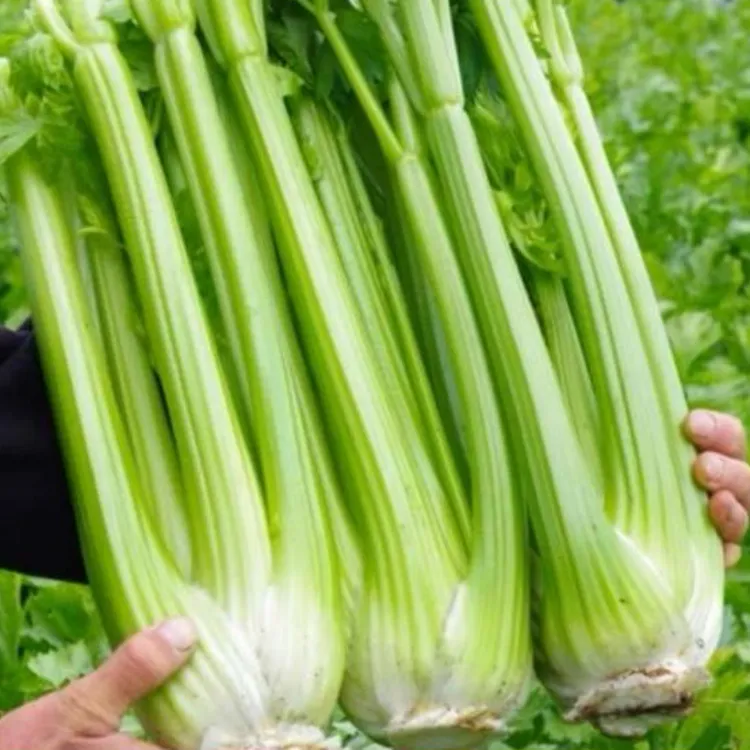 包邮榨汁西芹山东新鲜蔬菜脆嫩当季可生食芹菜