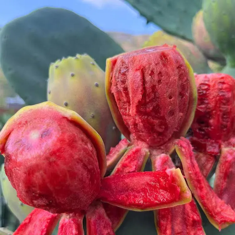 云南正宗可食用仙人掌果树苗红果苗石榴树苹果树