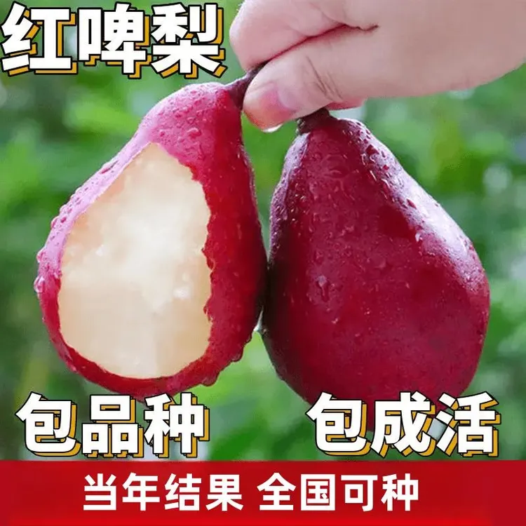 红啤梨苗梨树果苗南北方庭院地栽特大果树阳台盆栽嫁接当年结果